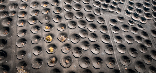 Top view of La Geria vineyards with growing grapes in a volcanic soil of lanzarote island.
