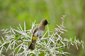 A bird sitting in a bush