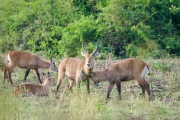 Fototapeta premium A herd of waterbucks