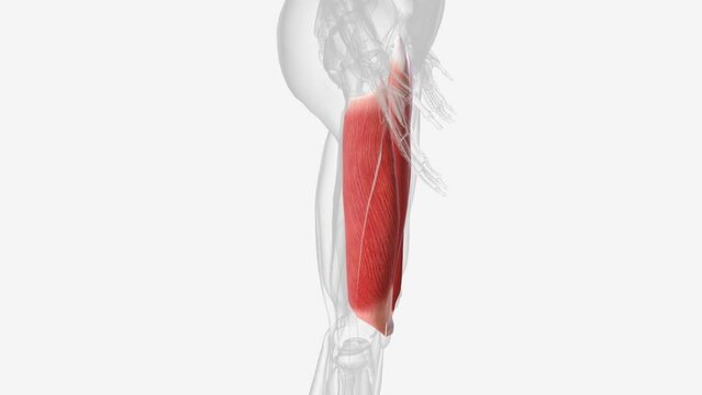 The quadriceps femoris is a hip flexor and a knee extensor.