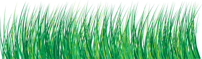 Green grass. Vector image on a transparent background.