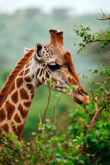 Fototapeta premium portrait of a giraffe in the wild. Selective focus.