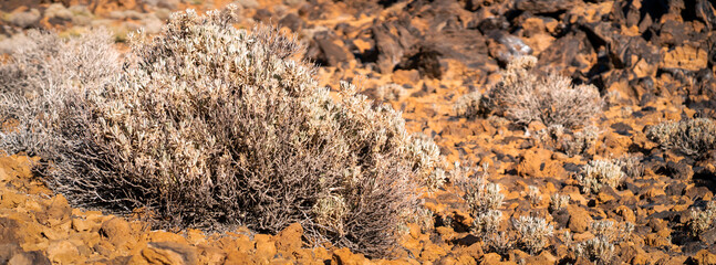 Volcanic landscape with rocks, stones and sand, a volcano terrain with a desert flora at sunset.