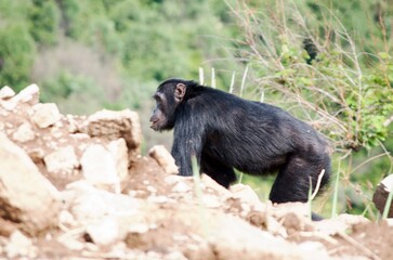 A chimpanzee in the grass