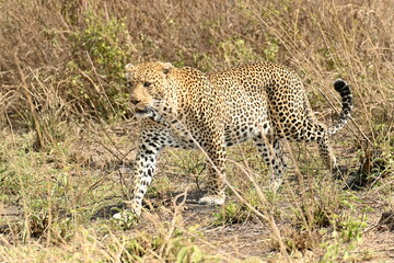 Male leopard on the ground