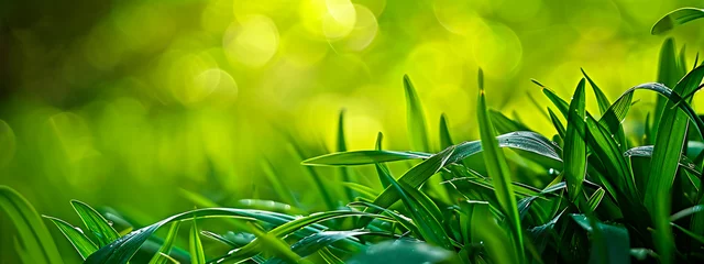 Wandcirkels tuinposter green grass in the garden. Selective focus. © Erik