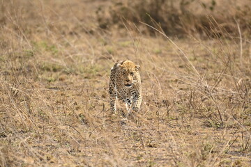 Male leopard on the ground