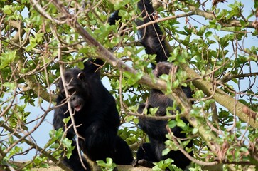 Obraz premium Chimpanzees sitting in a tree