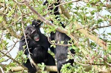 Chimpanzees sitting in a tree