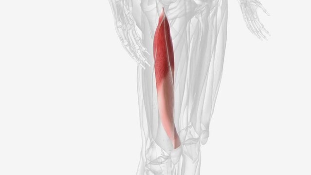 The vastus intermedius is an anterior thigh muscle part of the quadriceps femoris.