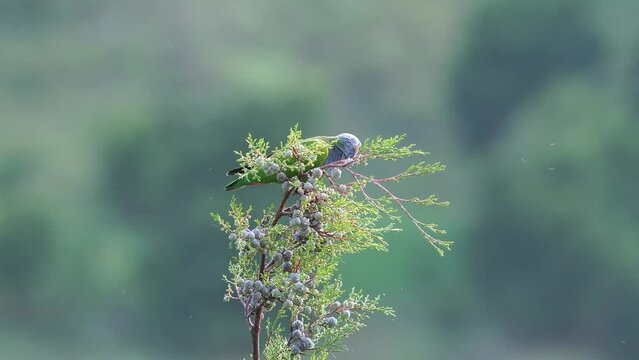 Wild Blue-headed Parrot 