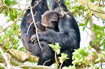 Chimpanzees sitting in a tree