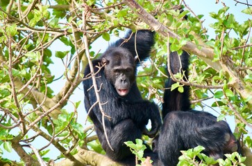 Obraz premium Chimpanzees sitting in a tree