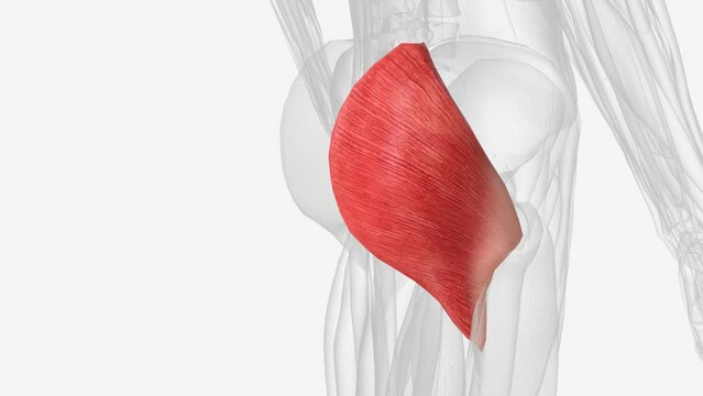 The gluteus maximus is the main extensor muscle of the hip in humans .
