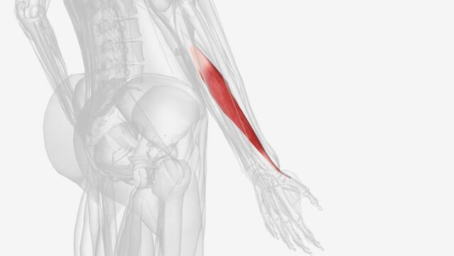Abductor pollicis longus is a muscle found in the posterior compartment of the forearm .