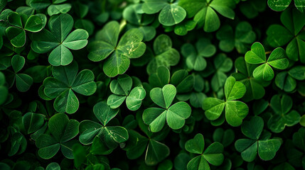 Real clover leaves for St. Patrick's Day. Selective focus. - obrazy, fototapety, plakaty