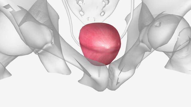 The urinary bladder is a hollow, spherical-shaped organ that holds urine .