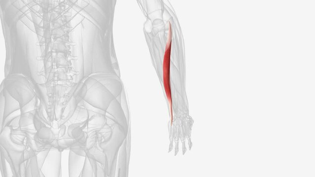 Extensor carpi ulnaris is a fusiform muscle in the posterior forearm .