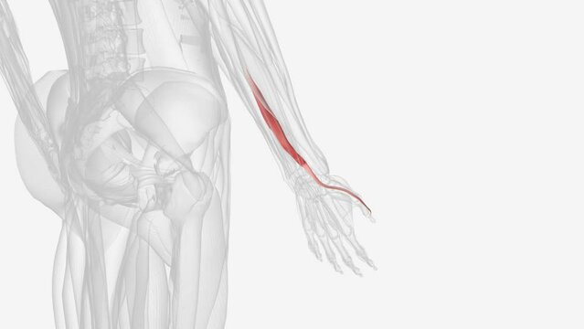 Extensor pollicis longus is one of the deep forearm extensors that controls the movements of the thumb .