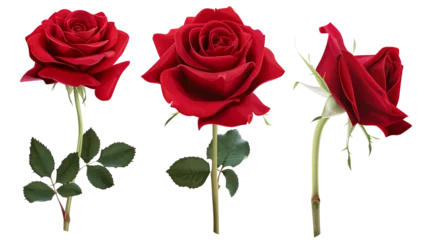 Fotobehang set of red rose flowers, isolated on transparent background © MDNANNU