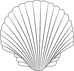 Seashells vector set. Hand drawn illustrations of engraved line. Collection of various mollusk sea shells different forms.