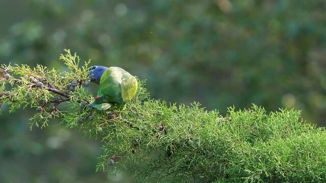 Loro cabeza azul silvestre