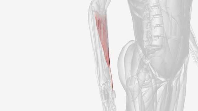 Flexor carpi ulnaris is a superficial flexor muscle of the forearm that flexes and adducts the hand .