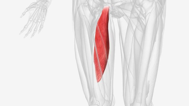 Adductor hallucis is an intrinsic, two-headed muscle in the sole of the foot.