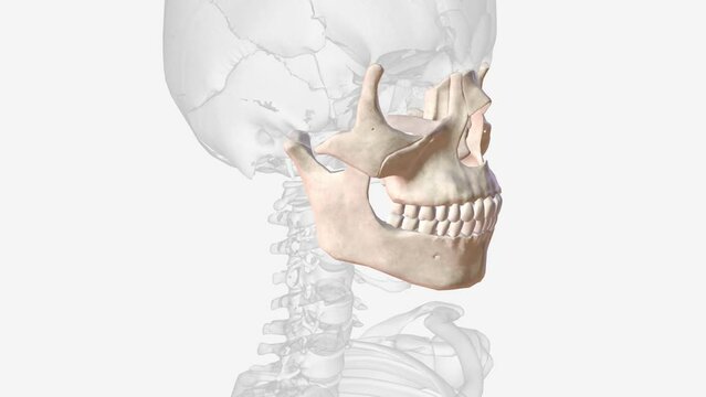 The viscerocranium is a collection of bones that make up the face skeleton .