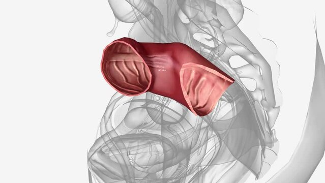 he sigmoid colon is the last part of the colon and connects to the rectum .