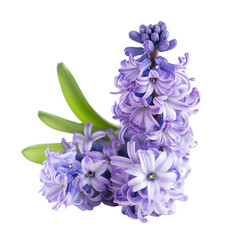 Beautiful hyacinth flowers on a transparent background