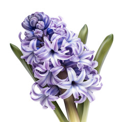 Beautiful hyacinth flowers on a transparent background
