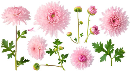 set collection of delicate pink chrysanthemum flowers, buds and leaves isolated over a transparent background - obrazy, fototapety, plakaty