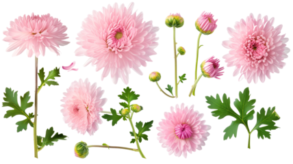 set collection of delicate pink chrysanthemum flowers, buds and leaves isolated over a transparent background