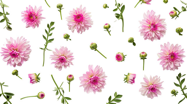 set collection of delicate pink chrysanthemum flowers, buds and leaves isolated over a transparent background