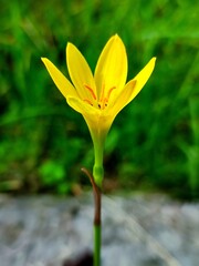 Zephyranthes citrina or yellow rain lily flower
