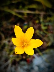 Fototapeta na wymiar Zephyranthes citrina or yellow rain lily flower