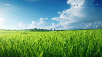 Obraz premium green grass and blue sky, beautiful clouds,