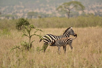 Fototapeta na wymiar Baby zebra drinking from mother