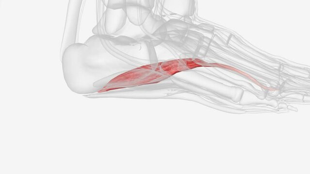 The abductor hallucis muscle, found in the first layer of muscles on the plantar aspect of the foot, inserts into the medial aspect of the base of the proximal