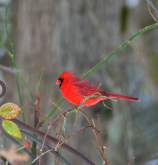 The northern cardinal (Cardinalis cardinalis), male in bright red plumage on a tree branch, New Jersey