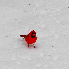 The northern cardinal (Cardinalis cardinalis), A male with bright red plumage forages in the snow during winter in New Jersey