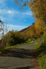 Obraz premium autumn in the forest
