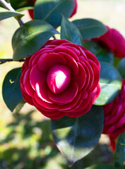 a red flower with green leaves
