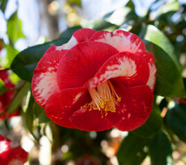 a red and white flower with a yellow center