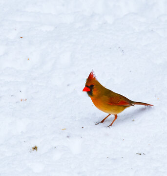 The northern cardinal (Cardinalis cardinalis), A female with pink plumage forages in the snow during winter in New Jersey