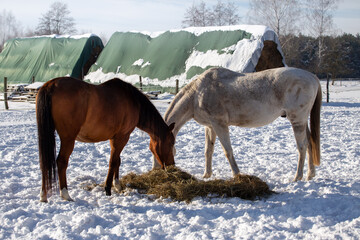 White and bay horse grazing in winter, snow. Background of stacks, stocks sitting down for the...