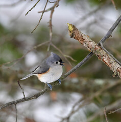 The tufted titmouse (Baeolophus bicolor), small songbird on a tree branch in winter, New Jersey