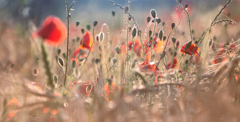 Blurry Wild flowers, poppies, grass in the meadow. Summer background in the rays of the setting...