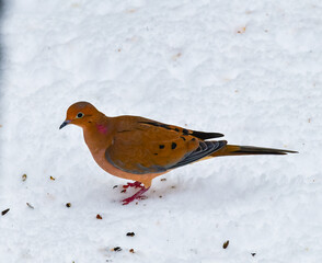 Zenaida dove (Zenaida sp.) - male pigeon looking for food in the snow in winter in New Jersey